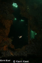 Fish posing in a "window" on the wreck of the SAS Pieterm... by Kerri Keet 